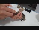 保護猫　捨てられた双子の子猫