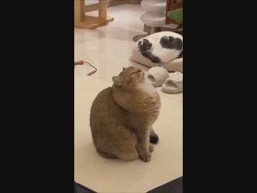 ホモと見るおねむ猫