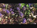 ぶらり散歩　#129　2023/6/6