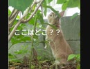 野生を知らないミニうさぎを自然に放つとどうなる？