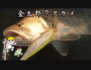 ビッグベイトで四万十の金太郎アカメ釣り！2
