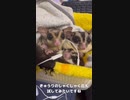 【 #フクロモモンガ 】iPhoneイヤホンマイクを持たせてテスト！咀嚼音！ #おはモモンガ #蜜袋鼯 #슈가글라이더 #フクモモ #sugerglider #モモンガ #shorts
