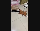 ホモと見る死んだふりをするリス