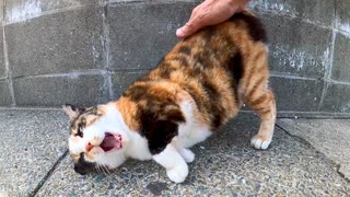 フェリー乗り場の前にいた三毛猫ちゃんをナデナデすると喜んでゴロンゴロン転がってカワイイ