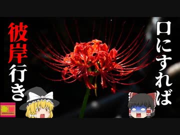 【2019年】いつも食べていた庭の"ニラ" 実は… ヨダレと嘔吐が止まらなくなる猛毒草"リコリス"（彼岸花）だった【ゆっくり解説】