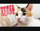 珍妙過ぎるオス三毛猫、穴にハマって抜けなくなる