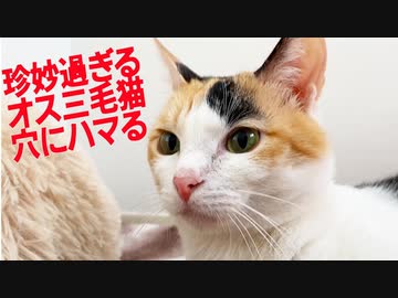珍妙過ぎるオス三毛猫、穴にハマって抜けなくなる