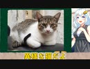 紲星あかりと都市伝説 異様な猫 【VOICEROID解説】