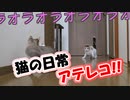 猫たちの日常にアテレコしてみた！