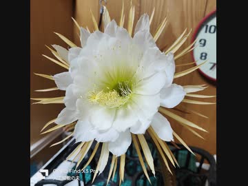 セレニセレウス開花タイムラプス動画