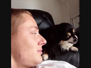 ホモと見る顔を合わせると動きを止める犬