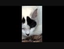 今日も猫を撮影した