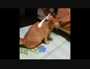 【タイムスリップ】喧嘩するほど仲がいい
