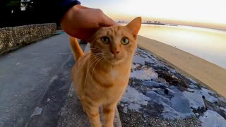 海辺で見掛けた茶トラ猫ちゃん、防波堤に座ると隣に座ってきてカワイイ