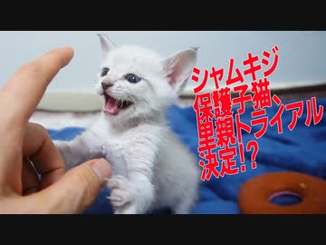 銀イモ子猫、里親トライアルが決定するも…？
