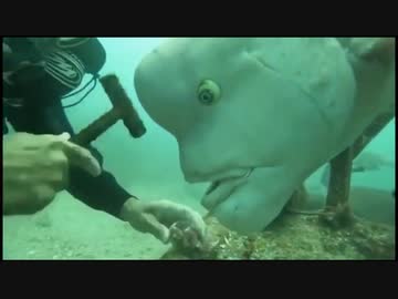 世界の衝撃的映像集Part103