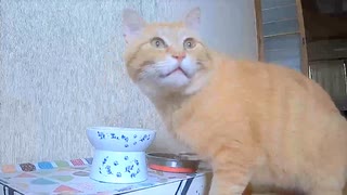 お前の家じゃない！【野良猫】