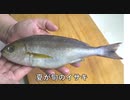 いさき一匹【長火鉢とおっさん312】