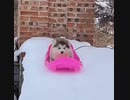 そり遊びする子犬が…