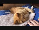 ダルそうに手を出す猫