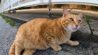 漁港の茶トラ猫ちゃん、撫でるとゴロゴロご機嫌です。