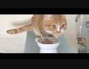 【大食い】カルカン食べる集中力がすごい/ 猫 ねこ動画【#02】
