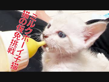 銀色ミルクボーイ、猫の仮免取得に挑む