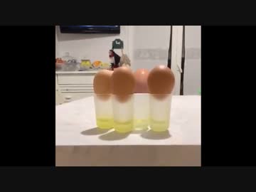 ホモと見る卵に擬態するハゲ