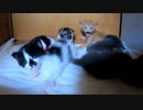 ついに反抗期を迎えた子猫たち…長男は飼主を威嚇…長女は反抗的な目をしてるんですけど…