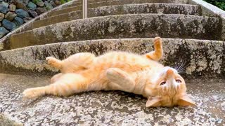 猫島で神社に行く途中で猫に出会ったので一緒に参拝することにした