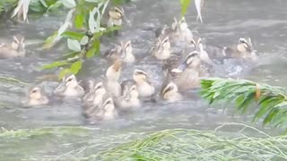 増水した川に流される親子【カルガモ】