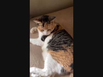 ホモと見るツンデレ猫