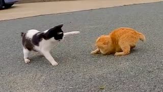 猫島のお母さん猫「島に来たお客様には愛想よくしなさいニャ」逃げる子猫を叱りつける