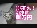 保護猫が突然90%死ぬと言われるFIPにかかりました！