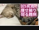 保護猫が突然FIPに！致死率90%！
