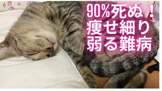 保護猫が突然FIPに！致死率90%！