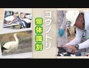 希少なコウノトリに「足輪」を装着、個体識別し生態を把握～獣医師など４０人がかり
