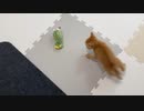 ちっちゃすぎるニャルガクルガ現るw