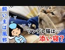 【飼い主が風邪】ツンデレな猫が添い寝をしてくれました。