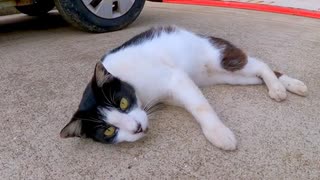 撫でると鳴いて喜ぶ港付近の猫