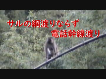 サルの綱渡りならず電話幹線渡り