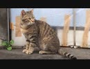 ぶらり散歩　#133　2023/6/14