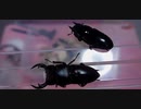 ｛昆虫｝福箱のオオクワガタが羽化したので掘り出してみたら・・・・・｛飼育｝