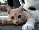 ねこ