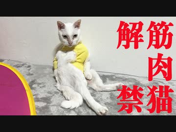 ウチューネコ、筋肉モードを解禁する