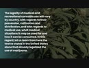 THE 12 STATES IN THE US THAT LEGALIZED THE USE OF MARIJUANA