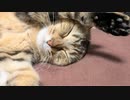 あきらめたと思ったら…【猫】