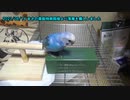 セキセイインコの空(くう)  まさの森動物病院様より落雁を購入しました／コード遊び 20230614