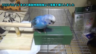 セキセイインコの空(くう)  まさの森動物病院様より落雁を購入しました／コード遊び 20230614