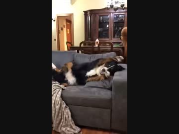 ホモと見る飼い主が他の犬と仲良くしていて発狂する犬